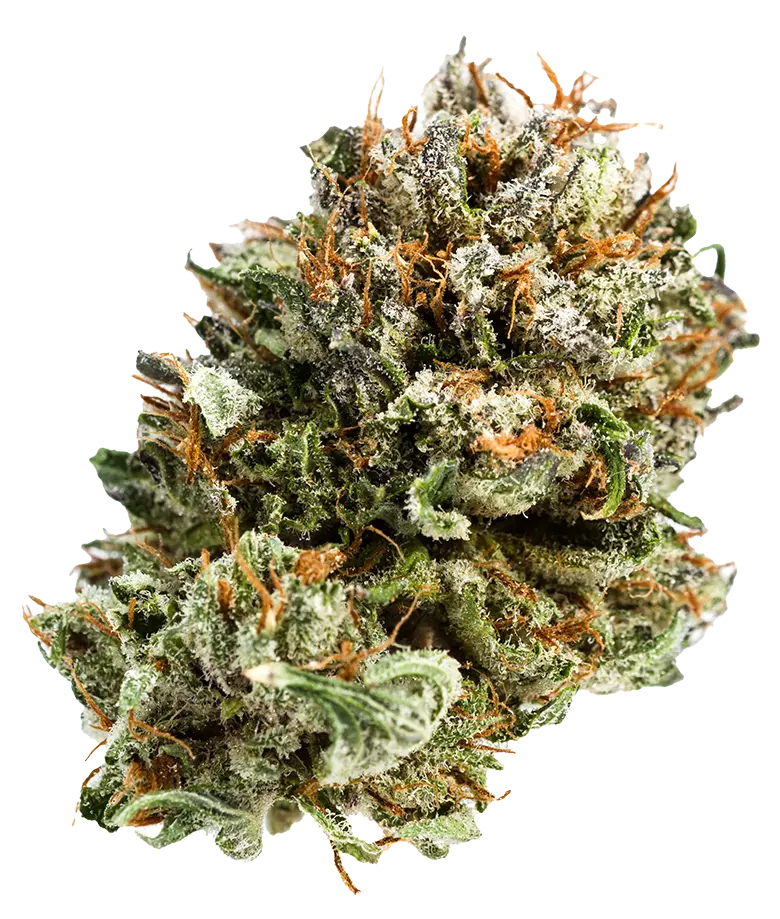 Best price medical cannabis card service
