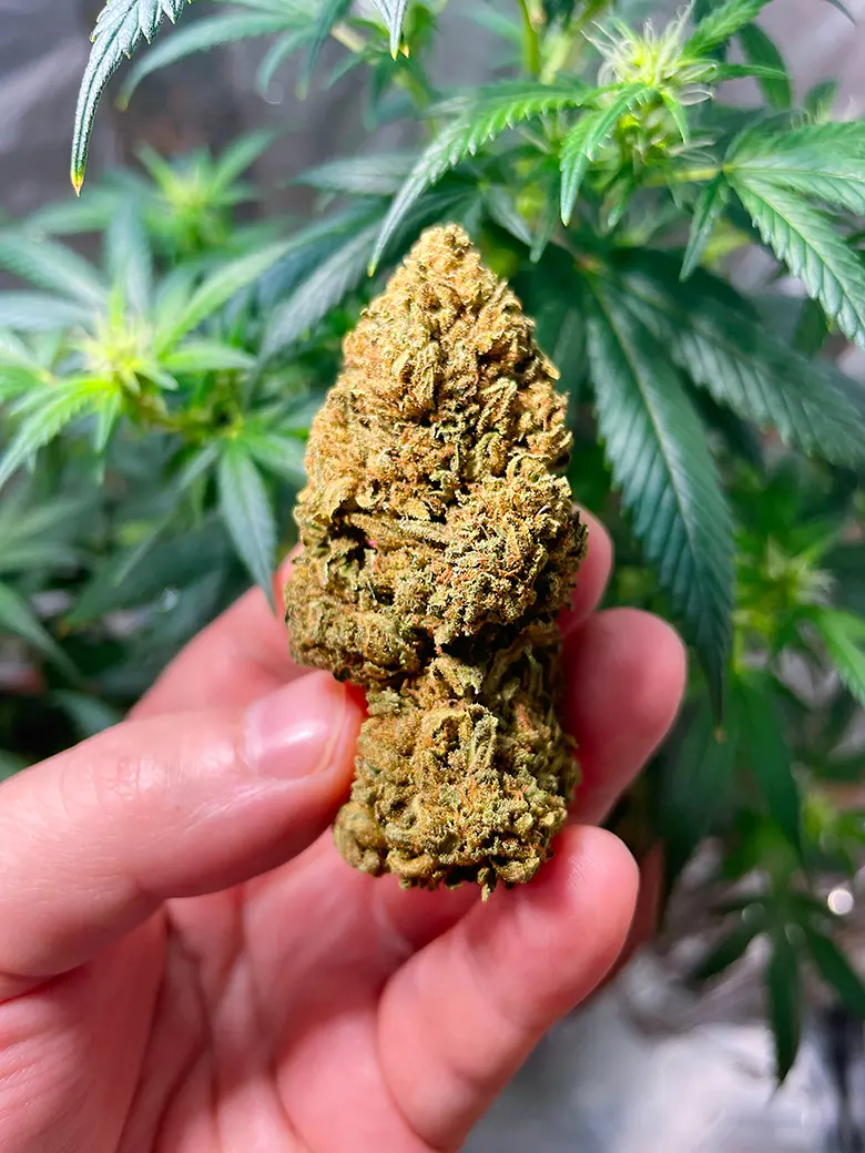 Same day approval for medical marijuana card